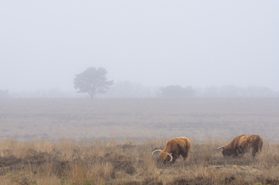 <i class='fa fa-user'></i>&nbsp;ErnovanDoorn&nbsp;|  Terletse Heide&nbsp; <i class='fa fa-eye'>&nbsp;91</i> &nbsp; <i class='fa fa-comment-o'>&nbsp;4</i>