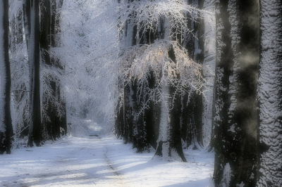 <i class='fa fa-user'></i>&nbsp;boerke&nbsp;|  Winterse Boslaan&nbsp; <i class='fa fa-eye'>&nbsp;187</i> &nbsp;<i class='fa fa-thumbs-up'>&nbsp;19</i> &nbsp; <i class='fa fa-comment-o'>&nbsp;14</i>