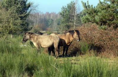 <i class='fa fa-user'></i>&nbsp;B.M.Schouten-Ruis&nbsp;|  Konikpaarden in de Willem III plantage&nbsp; <i class='fa fa-eye'>&nbsp;96</i> &nbsp;<i class='fa fa-thumbs-up'>&nbsp;1</i> &nbsp; <i class='fa fa-comment-o'>&nbsp;1</i>