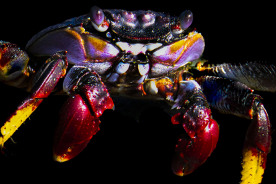 <i class='fa fa-user'></i> Frank Van de Velde | Rode Rotskrab  <i class='fa fa-eye'> 123</i>  <i class='fa fa-thumbs-up'> 4</i>   <i class='fa fa-comment-o'> 5</i>