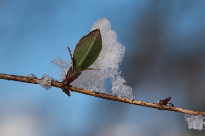 <i class='fa fa-user'></i> frbeuming | Winterse toegift  <i class='fa fa-eye'> 65</i>   <i class='fa fa-comment-o'> 2</i>