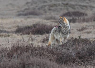 Nature picture: 1. Canis lupus / Wolf / Wolf