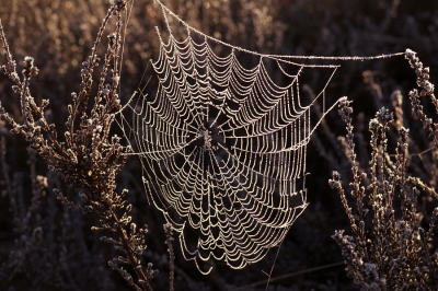 Nature picture: 1. Spinnenweb