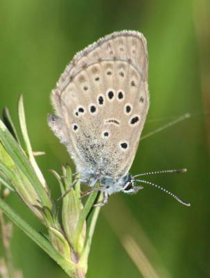 In het Dwingelderveld heb ik afgelopen zomer een aantal van deze mooie kleine vlindertjes kunnen spotten. Gelukkig komen ze hier nog voor. Een mooie vlinder waar het helaas niet zo goed mee gaat.