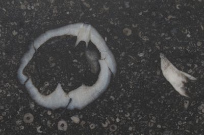 Links:
schelp (Brachiopode)

Deze zekere benaming oo internet gevonden adhv identieke fotos,
zie:
https://twitter.com/Mieke_Siemons/status/1144958626882379777