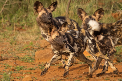 <i class='fa fa-user'></i> MarkSchutz |  Afrikaanse Wilde Hond  <i class='fa fa-eye'> 70</i>   <i class='fa fa-comment-o'> 4</i>