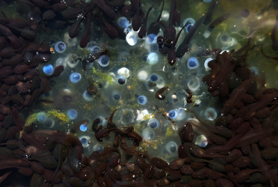 <i class='fa fa-user'></i> liesbeth van vliet |  Groene Kikker sp.  <i class='fa fa-eye'> 25</i>   <i class='fa fa-comment-o'> 2</i>