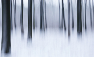 Nature picture: 1. Bewogen winters bos
