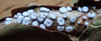 <i class='fa fa-user'></i> A. Soeting | Fungus sp.  <i class='fa fa-eye'> 9</i>   <i class='fa fa-comment-o'> 0</i>