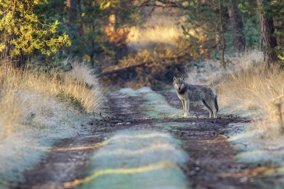 Nature picture: 2. Canis lupus / Wolf / Wolf