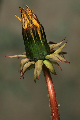 <i class='fa fa-user'></i> frbeuming | Paardenbloem  <i class='fa fa-eye'> 19</i>   <i class='fa fa-comment-o'> 1</i>