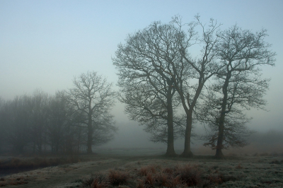 <i class='fa fa-user'></i> Tineke Strijbosch |  Bomen in de mist  <i class='fa fa-eye'> 72</i>  <i class='fa fa-thumbs-up'> 3</i>   <i class='fa fa-comment-o'> 8</i>
