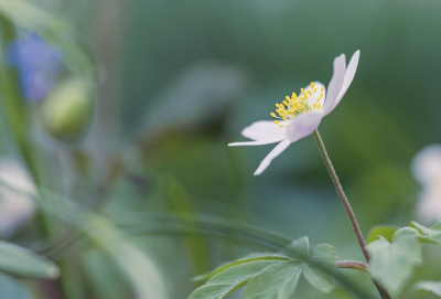 Op deze zeer natte dag maar een terugblik op een fraaie lentedag. Heerlijk weer en lekker gefotografeerd in de heemtuin en deze kon ik niet weerstaan.