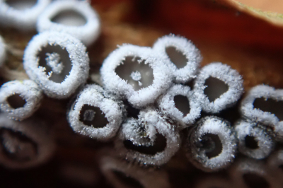 <i class='fa fa-user'></i> A. Soeting | Fungus sp.  <i class='fa fa-eye'> 9</i>   <i class='fa fa-comment-o'> 2</i>