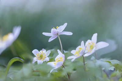 Op deze zeer natte dag maar een terugblik op een fraaie lentedag. Heerlijk weer en lekker gefotografeerd in de heemtuin en deze kon ik niet weerstaan.