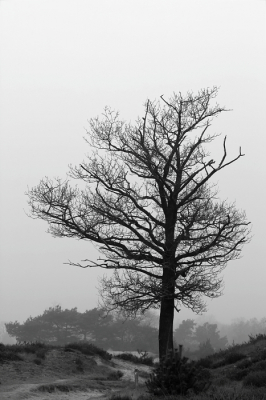 <i class='fa fa-user'></i> Meindert |  Kale duinen  <i class='fa fa-eye'> 45</i>  <i class='fa fa-thumbs-up'> 1</i>   <i class='fa fa-comment-o'> 3</i>