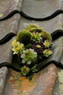 <i class='fa fa-user'></i>&nbsp;frbeuming&nbsp;|  Berghuislook&nbsp; <i class='fa fa-eye'>&nbsp;99</i> &nbsp;<i class='fa fa-thumbs-up'>&nbsp;2</i> &nbsp; <i class='fa fa-comment-o'>&nbsp;1</i>