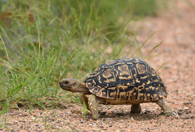 <i class='fa fa-user'></i>&nbsp;Eric Gibcus&nbsp;|  Panterschildpad&nbsp; <i class='fa fa-eye'>&nbsp;114</i> &nbsp;<i class='fa fa-thumbs-up'>&nbsp;3</i> &nbsp; <i class='fa fa-comment-o'>&nbsp;2</i>