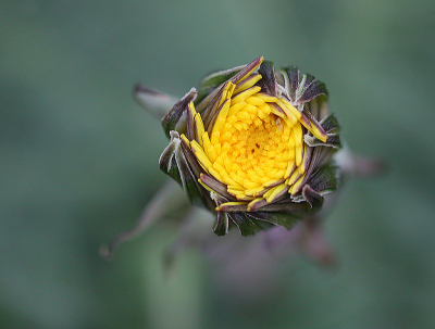 <i class='fa fa-user'></i>&nbsp;Paul Vandebroek&nbsp;|  Paardenbloem&nbsp; <i class='fa fa-eye'>&nbsp;91</i> &nbsp;<i class='fa fa-thumbs-up'>&nbsp;4</i> &nbsp; <i class='fa fa-comment-o'>&nbsp;5</i>