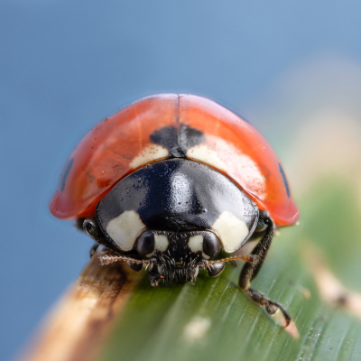 <i class='fa fa-user'></i>&nbsp;Reinier van den Born&nbsp;|  Zevenstippelig Lieveheersbeestje&nbsp; <i class='fa fa-eye'>&nbsp;69</i> &nbsp;<i class='fa fa-thumbs-up'>&nbsp;1</i> &nbsp; <i class='fa fa-comment-o'>&nbsp;3</i>