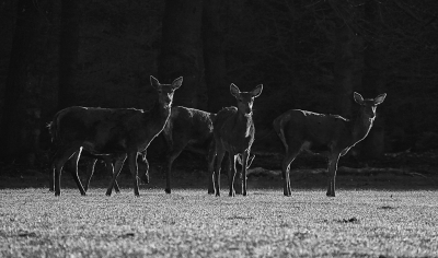 <i class='fa fa-user'></i>&nbsp;nelappelmelk&nbsp;|  Edelhert&nbsp; <i class='fa fa-eye'>&nbsp;119</i> &nbsp;<i class='fa fa-thumbs-up'>&nbsp;12</i> &nbsp; <i class='fa fa-comment-o'>&nbsp;7</i>