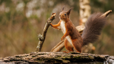 Een dag doorgebracht in een fotohut van Han Bouwmeester (HBN 8). Deze eekhoorn nam n.m.m. een leuke pose aan. Foto gemaakt vanaf statief.