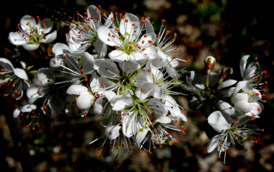 <i class='fa fa-user'></i>&nbsp;B.M.Schouten-Ruis&nbsp;|  Sleedoorn&nbsp; <i class='fa fa-eye'>&nbsp;62</i> &nbsp;<i class='fa fa-thumbs-up'>&nbsp;1</i> &nbsp; <i class='fa fa-comment-o'>&nbsp;3</i>