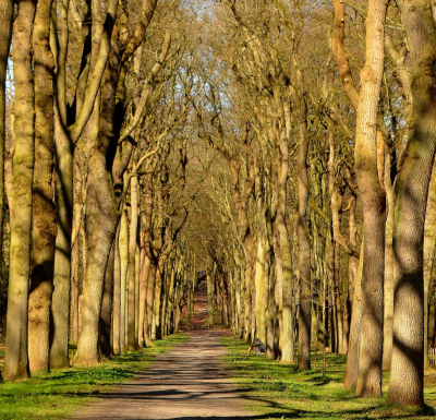 <i class='fa fa-user'></i>&nbsp;B.M.Schouten-Ruis&nbsp;|  Bomenlaan in landgoed Mildenburg&nbsp; <i class='fa fa-eye'>&nbsp;87</i> &nbsp;<i class='fa fa-thumbs-up'>&nbsp;2</i> &nbsp; <i class='fa fa-comment-o'>&nbsp;8</i>