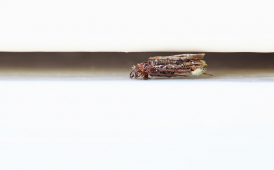 <i class='fa fa-user'></i>&nbsp;Pieter  LJ&nbsp;|  Gewone Zakdrager&nbsp; <i class='fa fa-eye'>&nbsp;95</i> &nbsp;<i class='fa fa-thumbs-up'>&nbsp;1</i> &nbsp; <i class='fa fa-comment-o'>&nbsp;3</i>