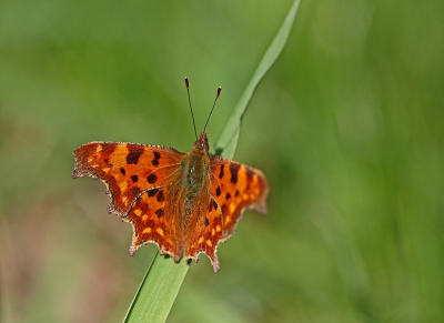 <i class='fa fa-user'></i>&nbsp;Cor&nbsp;|  Gehakkelde Aurelia&nbsp; <i class='fa fa-eye'>&nbsp;73</i> &nbsp;<i class='fa fa-thumbs-up'>&nbsp;2</i> &nbsp; <i class='fa fa-comment-o'>&nbsp;5</i>