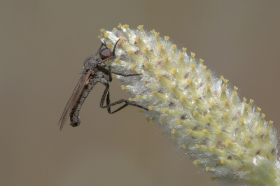 <i class='fa fa-user'></i>&nbsp;Johan van Gurp&nbsp;|  Grote Dansvlieg&nbsp; <i class='fa fa-eye'>&nbsp;65</i> &nbsp;<i class='fa fa-thumbs-up'>&nbsp;1</i> &nbsp; <i class='fa fa-comment-o'>&nbsp;1</i>