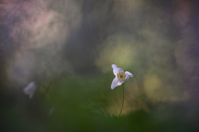 <i class='fa fa-user'></i>&nbsp;Pieter  LJ&nbsp;|  Bosanemoon&nbsp; <i class='fa fa-eye'>&nbsp;113</i> &nbsp;<i class='fa fa-thumbs-up'>&nbsp;9</i> &nbsp; <i class='fa fa-comment-o'>&nbsp;8</i>