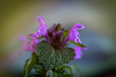 <i class='fa fa-user'></i>&nbsp;Bert Veerman&nbsp;|  Paarse Dovenetel&nbsp; <i class='fa fa-eye'>&nbsp;69</i> &nbsp;<i class='fa fa-thumbs-up'>&nbsp;4</i> &nbsp; <i class='fa fa-comment-o'>&nbsp;3</i>