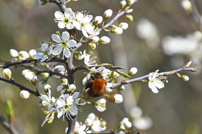 <i class='fa fa-user'></i>&nbsp;kooyammers&nbsp;|  Boomhommel&nbsp; <i class='fa fa-eye'>&nbsp;58</i> &nbsp;<i class='fa fa-thumbs-up'>&nbsp;2</i> &nbsp; <i class='fa fa-comment-o'>&nbsp;1</i>