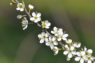 <i class='fa fa-user'></i>&nbsp;kooyammers&nbsp;|  Sleedoorn&nbsp; <i class='fa fa-eye'>&nbsp;53</i> &nbsp;<i class='fa fa-thumbs-up'>&nbsp;3</i> &nbsp; <i class='fa fa-comment-o'>&nbsp;1</i>