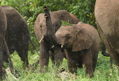 <i class='fa fa-user'></i>&nbsp;Eric Gibcus&nbsp;|  Afrikaanse Olifant&nbsp; <i class='fa fa-eye'>&nbsp;80</i> &nbsp;<i class='fa fa-thumbs-up'>&nbsp;2</i> &nbsp; <i class='fa fa-comment-o'>&nbsp;1</i>