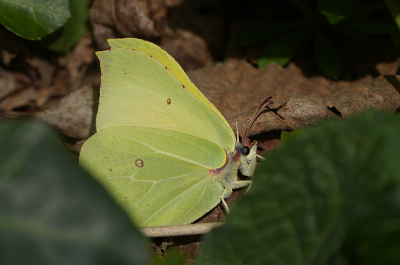 <i class='fa fa-user'></i>&nbsp;David Ruijs&nbsp;|  Citroenvlinder&nbsp; <i class='fa fa-eye'>&nbsp;60</i> &nbsp; <i class='fa fa-comment-o'>&nbsp;2</i>