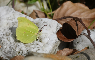 <i class='fa fa-user'></i>&nbsp;David Ruijs&nbsp;|  Citroenvlinder&nbsp; <i class='fa fa-eye'>&nbsp;77</i> &nbsp;<i class='fa fa-thumbs-up'>&nbsp;6</i> &nbsp; <i class='fa fa-comment-o'>&nbsp;6</i>