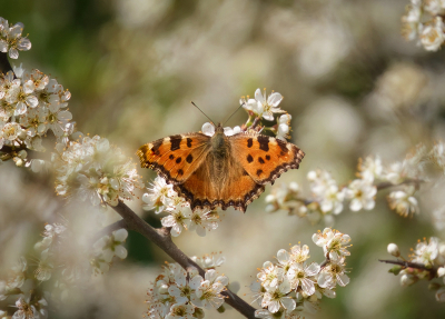 <i class='fa fa-user'></i>&nbsp;Jurgen Maassen&nbsp;|  Grote Vos&nbsp; <i class='fa fa-eye'>&nbsp;130</i> &nbsp;<i class='fa fa-thumbs-up'>&nbsp;12</i> &nbsp; <i class='fa fa-comment-o'>&nbsp;8</i>