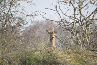 <i class='fa fa-user'></i>&nbsp;robert-jan&nbsp;|  Ree&nbsp; <i class='fa fa-eye'>&nbsp;86</i> &nbsp;<i class='fa fa-thumbs-up'>&nbsp;2</i> &nbsp; <i class='fa fa-comment-o'>&nbsp;1</i>