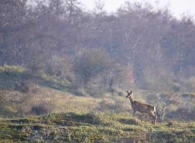 <i class='fa fa-user'></i>&nbsp;robert-jan&nbsp;|  Ree&nbsp; <i class='fa fa-eye'>&nbsp;85</i> &nbsp; <i class='fa fa-comment-o'>&nbsp;1</i>