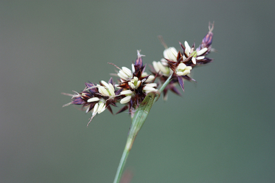 <i class='fa fa-user'></i>&nbsp;Paul Vandebroek&nbsp;|  Gewone Veldbies&nbsp; <i class='fa fa-eye'>&nbsp;71</i> &nbsp;<i class='fa fa-thumbs-up'>&nbsp;5</i> &nbsp; <i class='fa fa-comment-o'>&nbsp;3</i>