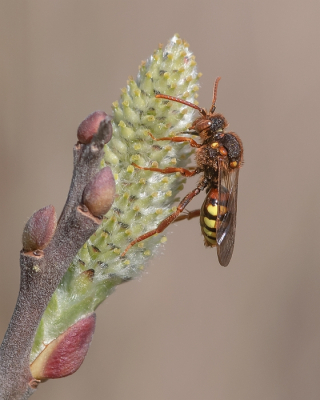 <i class='fa fa-user'></i>&nbsp;Johan van Gurp&nbsp;|  Roodharige Wespbij&nbsp; <i class='fa fa-eye'>&nbsp;83</i> &nbsp;<i class='fa fa-thumbs-up'>&nbsp;5</i> &nbsp; <i class='fa fa-comment-o'>&nbsp;4</i>