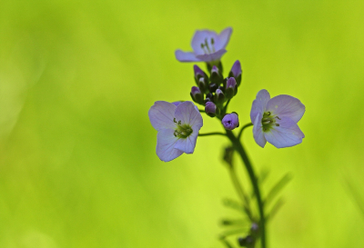 <i class='fa fa-user'></i>&nbsp;Cor&nbsp;|  Pinksterbloem&nbsp; <i class='fa fa-eye'>&nbsp;100</i> &nbsp;<i class='fa fa-thumbs-up'>&nbsp;6</i> &nbsp; <i class='fa fa-comment-o'>&nbsp;8</i>