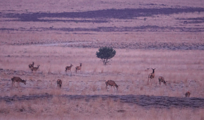 <i class='fa fa-user'></i>&nbsp;nelappelmelk&nbsp;|  Edelhert&nbsp; <i class='fa fa-eye'>&nbsp;169</i> &nbsp;<i class='fa fa-thumbs-up'>&nbsp;2</i> &nbsp; <i class='fa fa-comment-o'>&nbsp;5</i>