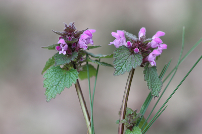 <i class='fa fa-user'></i>&nbsp;Paul Vandebroek&nbsp;|  Paarse Dovenetel&nbsp; <i class='fa fa-eye'>&nbsp;82</i> &nbsp;<i class='fa fa-thumbs-up'>&nbsp;2</i> &nbsp; <i class='fa fa-comment-o'>&nbsp;4</i>