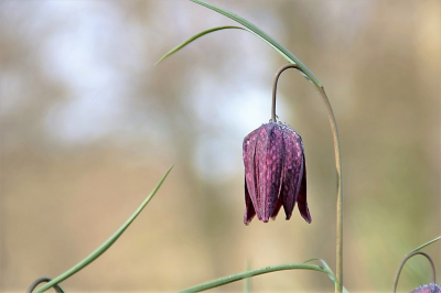 <i class='fa fa-user'></i>&nbsp;hesterb&nbsp;|  Wilde Kievitsbloem&nbsp; <i class='fa fa-eye'>&nbsp;98</i> &nbsp; <i class='fa fa-comment-o'>&nbsp;3</i>