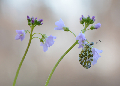 <i class='fa fa-user'></i>&nbsp;koekieman&nbsp;|  Oranjetipje&nbsp; <i class='fa fa-eye'>&nbsp;139</i> &nbsp;<i class='fa fa-thumbs-up'>&nbsp;5</i> &nbsp; <i class='fa fa-comment-o'>&nbsp;6</i>