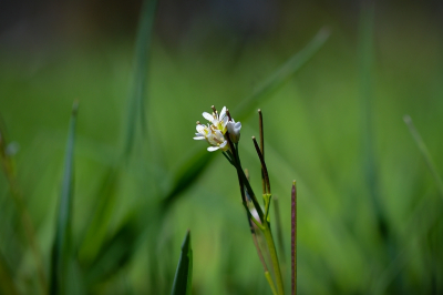 <i class='fa fa-user'></i>&nbsp;Bert Veerman&nbsp;|  Zandraket&nbsp; <i class='fa fa-eye'>&nbsp;65</i> &nbsp;<i class='fa fa-thumbs-up'>&nbsp;1</i> &nbsp; <i class='fa fa-comment-o'>&nbsp;1</i>