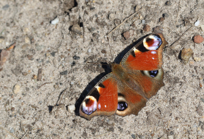 <i class='fa fa-user'></i>&nbsp;Ad Sprang&nbsp;|  Dagpauwoog&nbsp; <i class='fa fa-eye'>&nbsp;68</i> &nbsp;<i class='fa fa-thumbs-up'>&nbsp;5</i> &nbsp; <i class='fa fa-comment-o'>&nbsp;7</i>